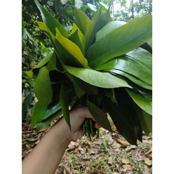 

daun melinjo muda 1 ikat