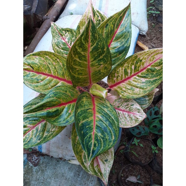 AGLONEMA RED IMELDA