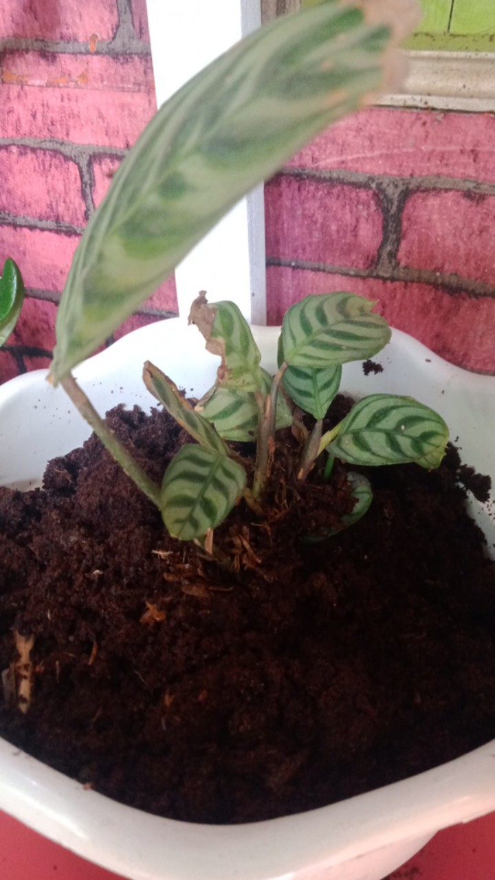Paket Murah 5 Jenis Calathea Tanaman Hias Terlaris