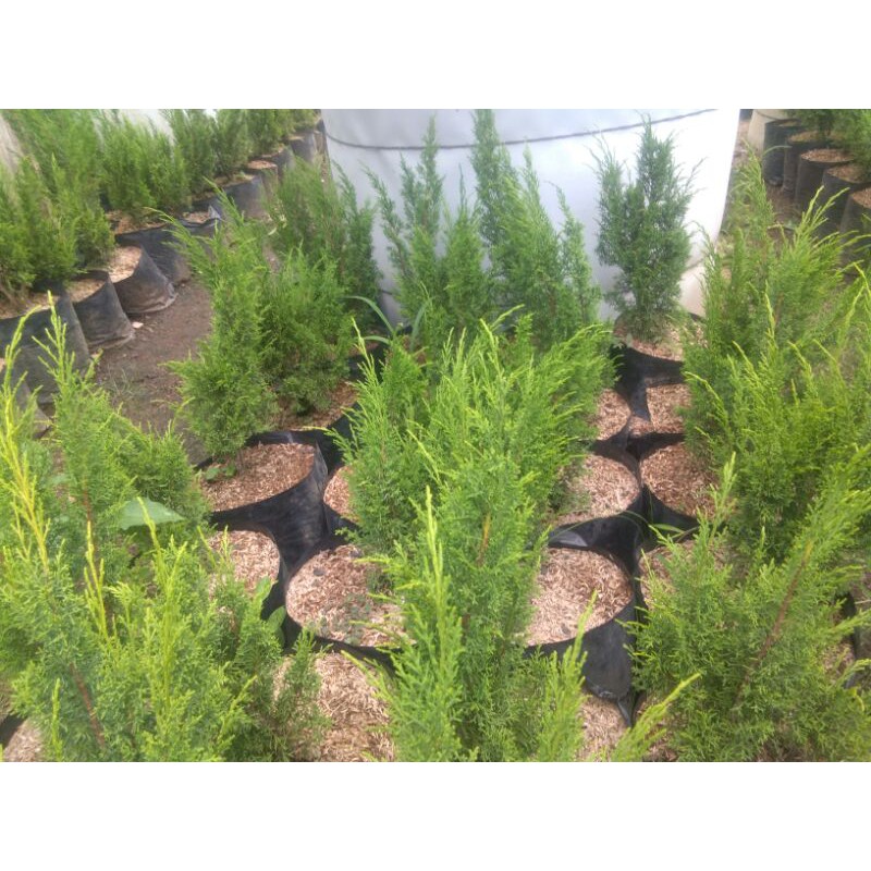 Bahan bonsai Cemara Sargenti