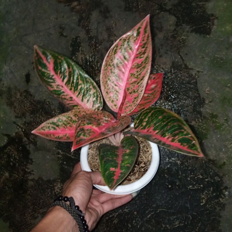 Aglaonema Reanita Surya