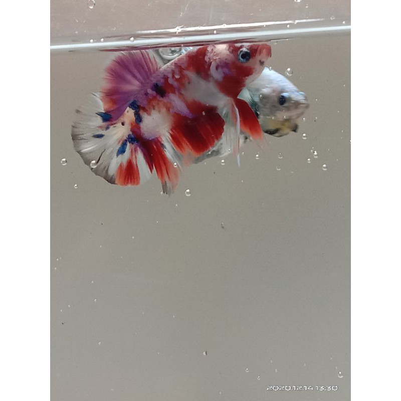 ikan cupang/betta plakat halfmoon nemo red galaxy