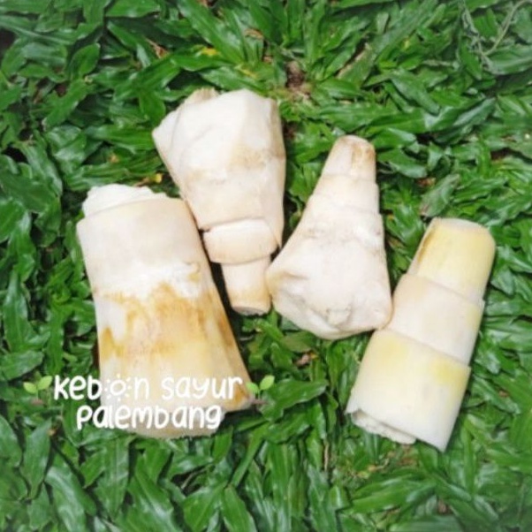 

sayur rebung 500 gr