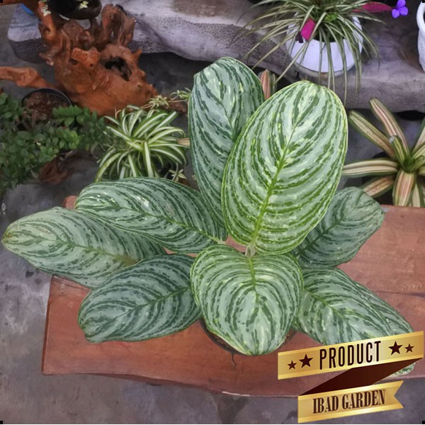 TANAMAN HIAS DEKORASI INDOOR aglaonema commutatum Var