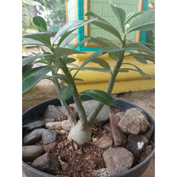 KAMBOJA BONSAI BONGOL BESAR/BONSAI KAMBOJA JEPANG/BUNGA KAMBOJA