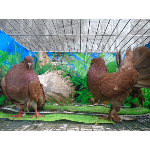 Burung Merpati Atau Doro Hias Kipas Sepasang Di Sekoto Pare Kediri