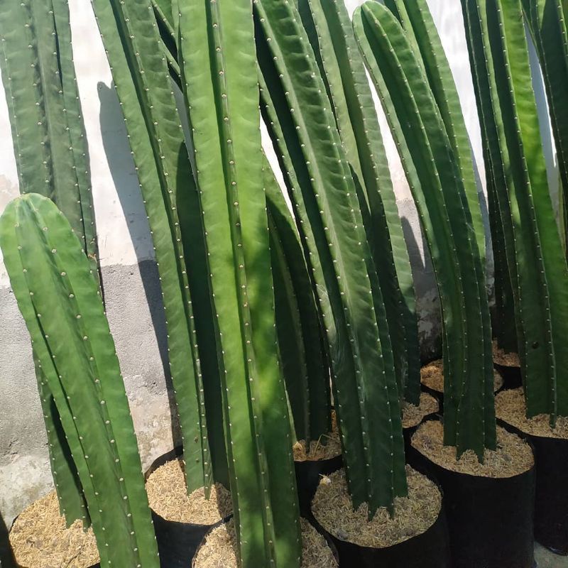 Tanaman hias katus koboy -  tanaman katus blimbing