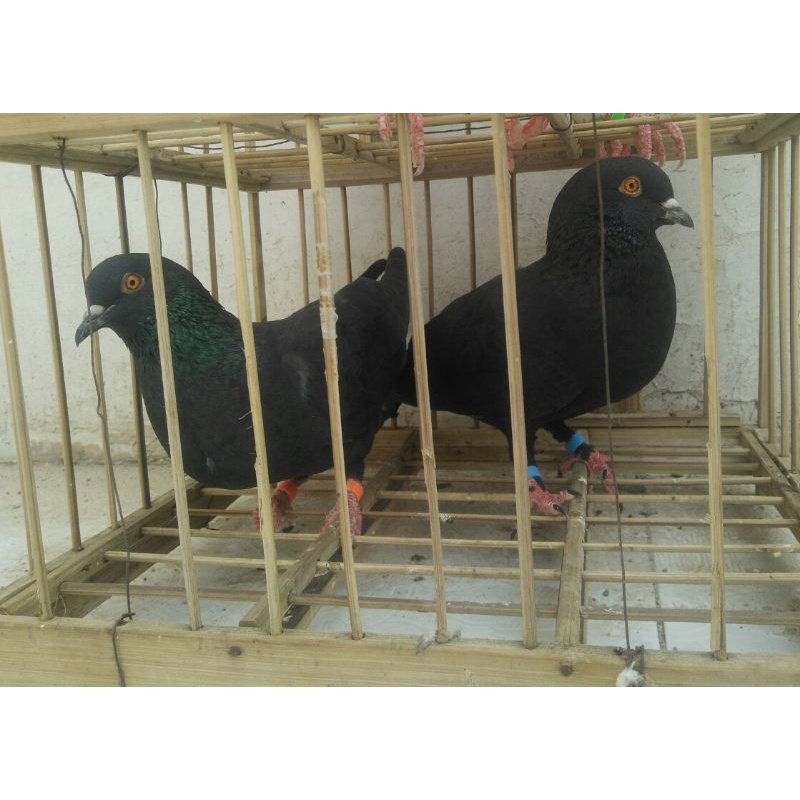 Burung Dara Sepasang Hitam Polos