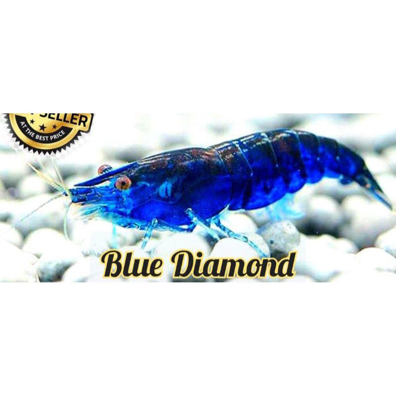 udang hias blue diamond