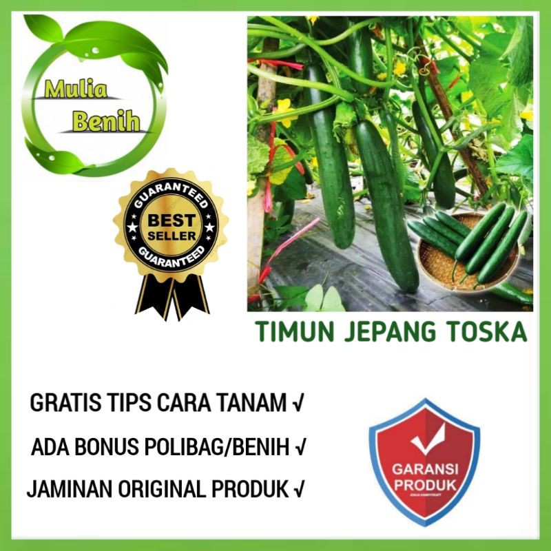 Isi 10 BIJI - BENIH TIMUN JEPANG TOSKA F1 - BIBIT TANAMAN SAYUR SAYURAN MENTIMUN TIMUN LALAP TIMUN