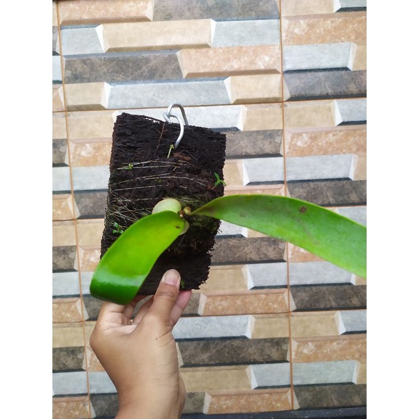 platycerium veitchii / Blue Boy