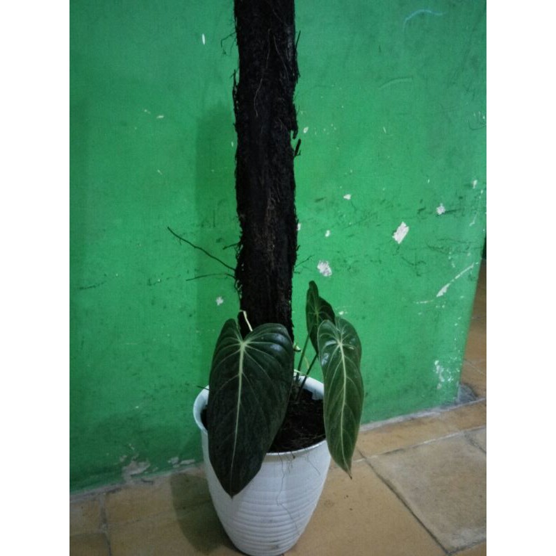 philodendron melanochrysum narrow