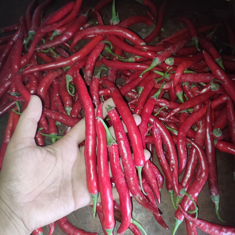 

Cabe Merah Sambas Pilihan
