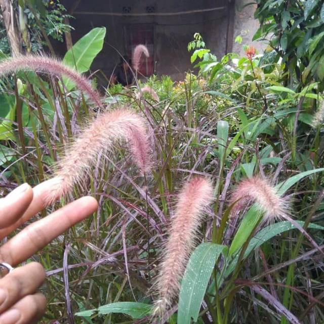 Tanaman hias ilalang merah