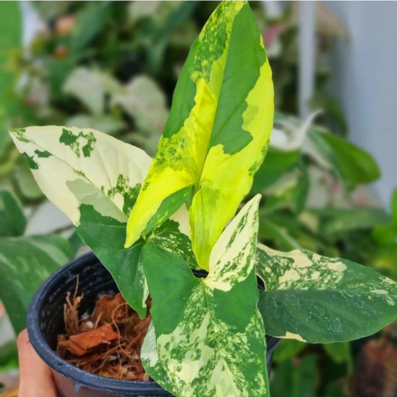 Syngonium Yellow Varigata/ syngonium / singonium / syngonium pink / singonium pink / singonium pink 