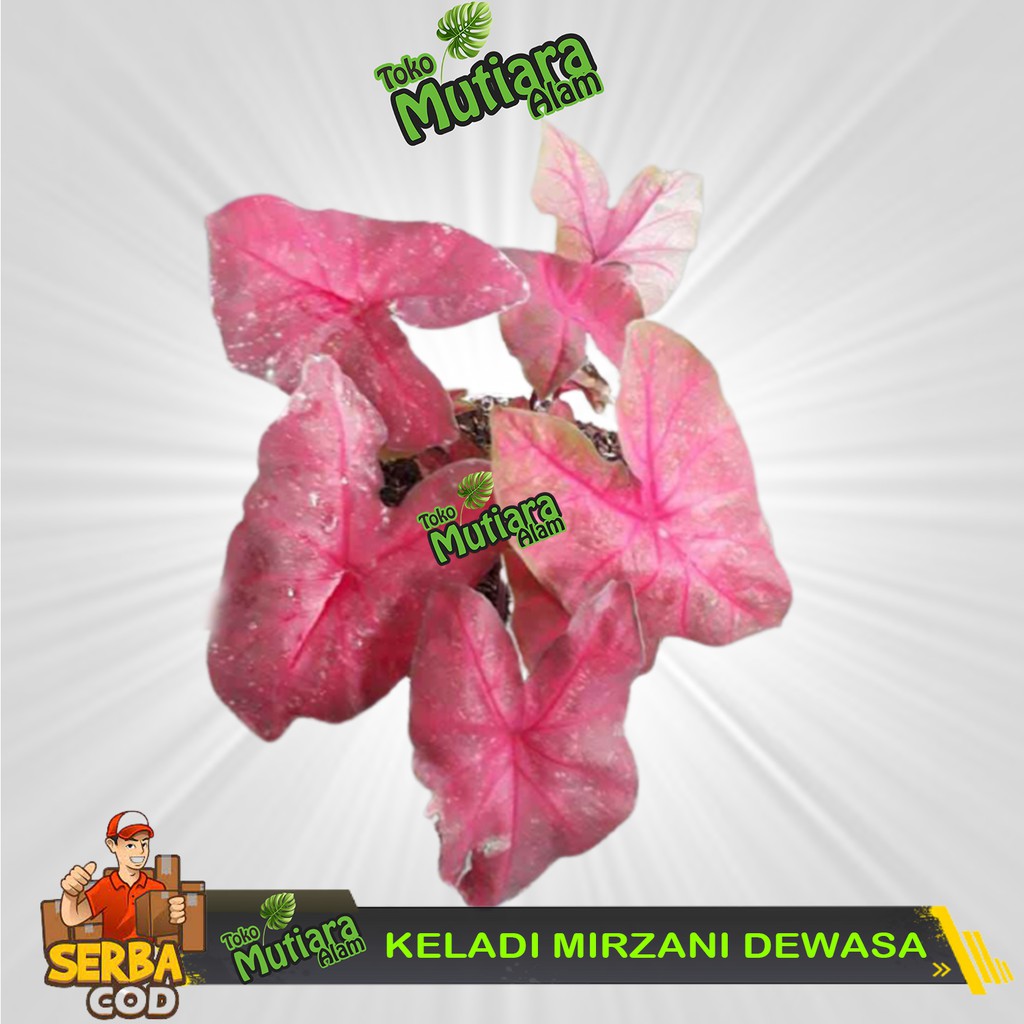 KELADI MIRZANI RED MERAH TANAMAN HIAS LANGKA MUTIARA ALAM