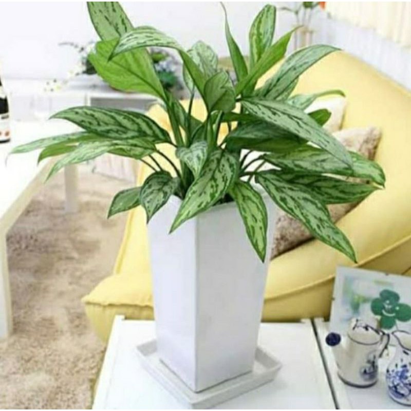 aglonema comutatum silver queen aglonema jadul aglonema spesies