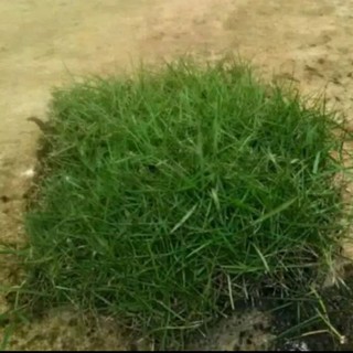 rumput hidup Jepang/Peking ukuran 30X30cm | Shopee Indonesia