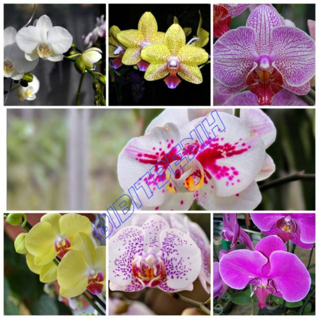 Bibit botol anggrek bulan botol saos