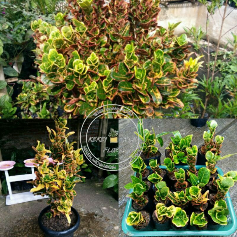 Tanaman Hias Puring Koin - Puring Koin - Pohon Puring Koin