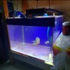 Lampu Tanning 50w Aquarium Tanning Louhan Arwana Discus Arowana 50 Wat