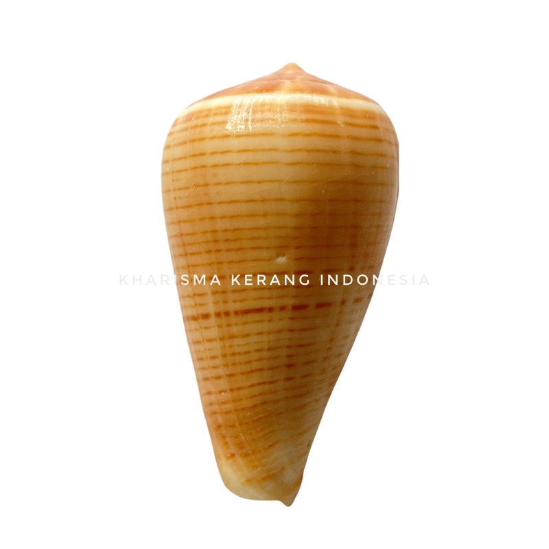 CONUS FIGULINUS SHELL CANGKANG KERANG LAUT HIAS KERANG KOLEKSI CANGKANG KERANG CANGKANG KERANG LAUT 
