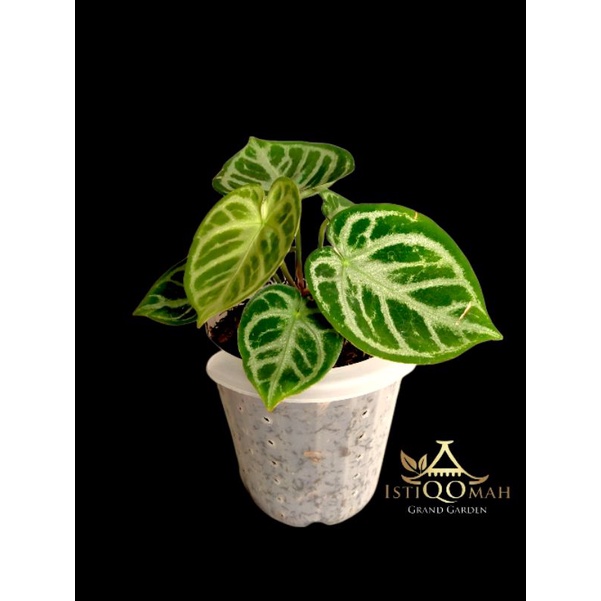 Anthurium Dorayaki Ori Realpic