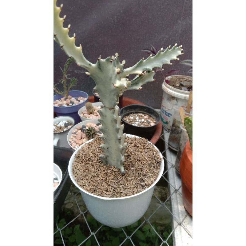 euphorbia lactea cactus