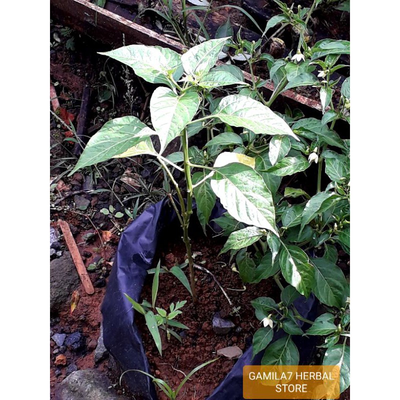 Bibit PREMIUM Tanaman Cengek/Cabai Rawit/Cabe Rawit Berbuah Banyak