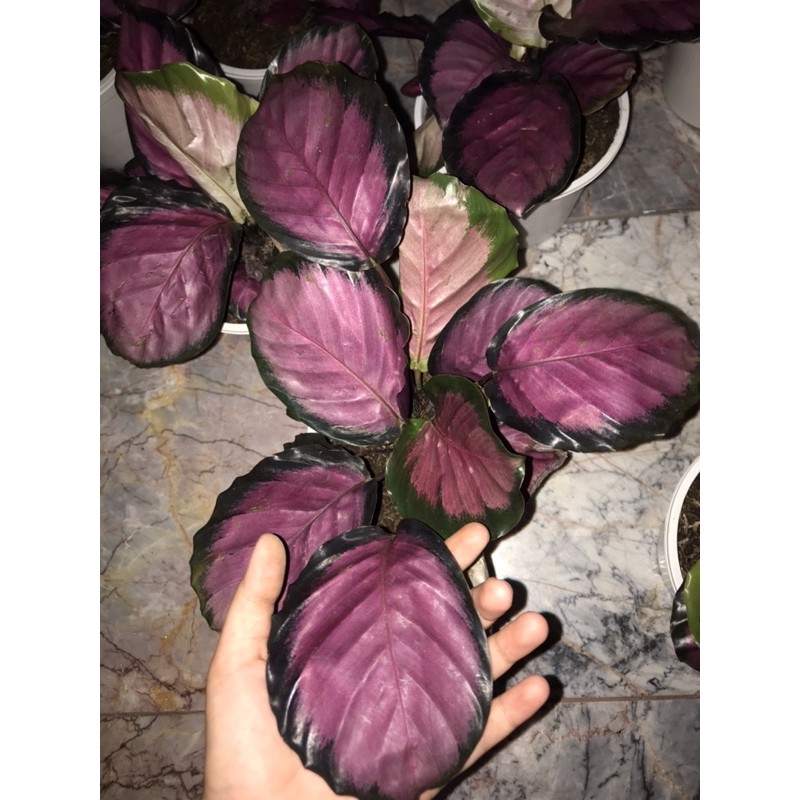 CALATHEA CRIMSON PECAH 2 MINIMAL ( RUMPUN) / KALATEA KRIMSON RUMPUN