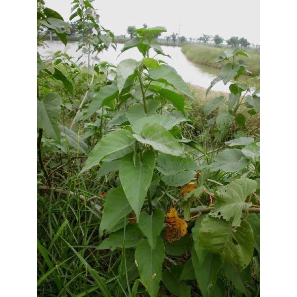 

daun krangkong segar