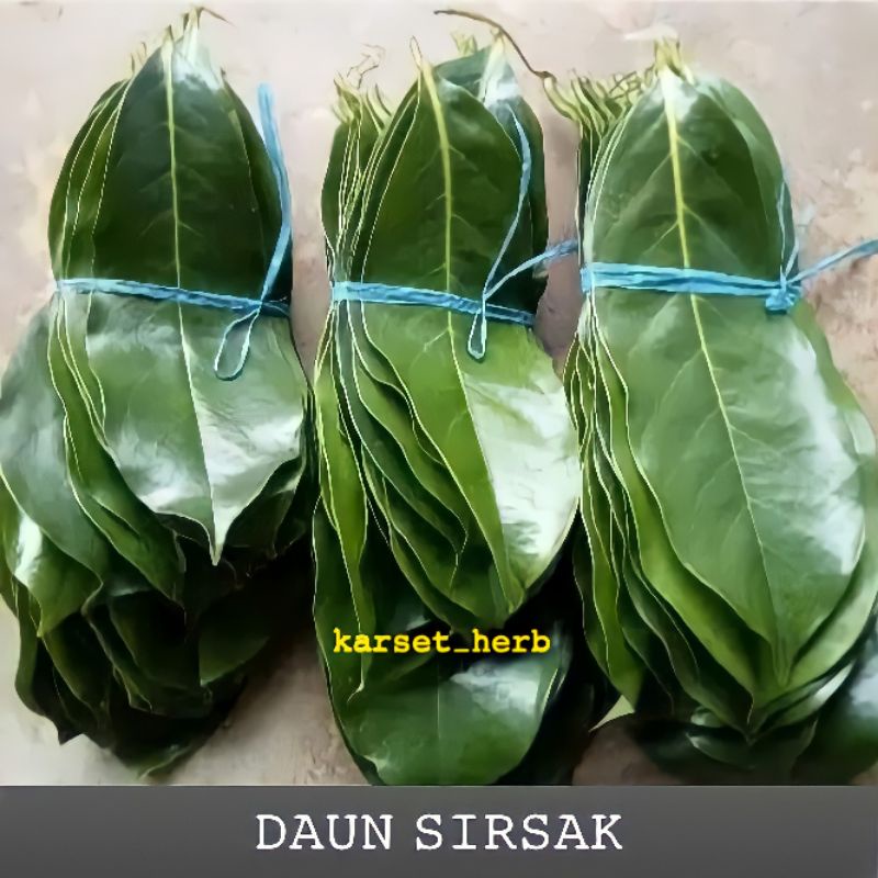 

Daun sirsak segar | 50 lembar daun sirsak fresh