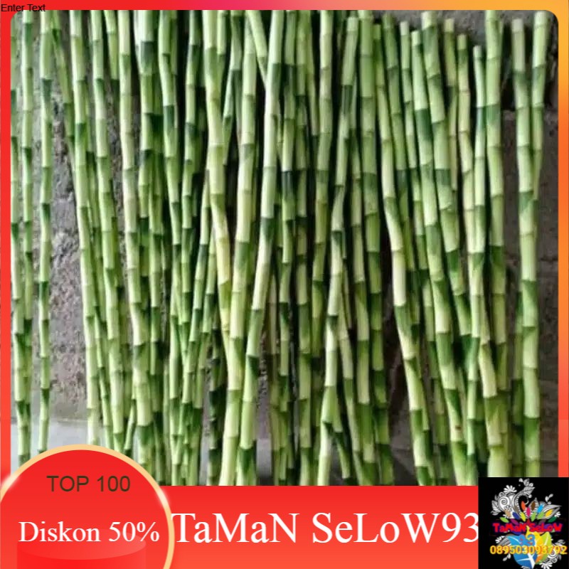 pohon batang bambu Sri rejeki/ pohon hoki