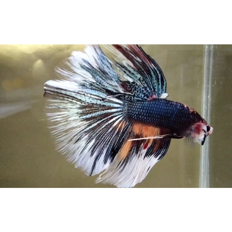 halfmoon nemo cooper