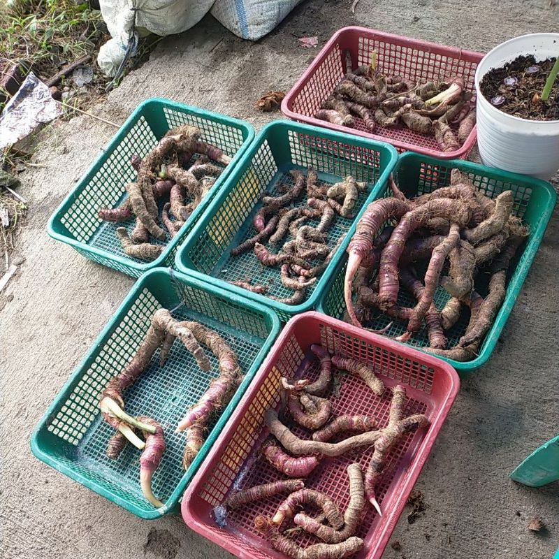 alocasia cuprea bonggol