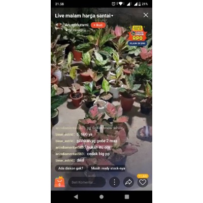 paket aglonema ndut gold + anakan redsum