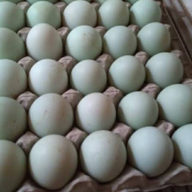 

Telur Bebek Premium Asli