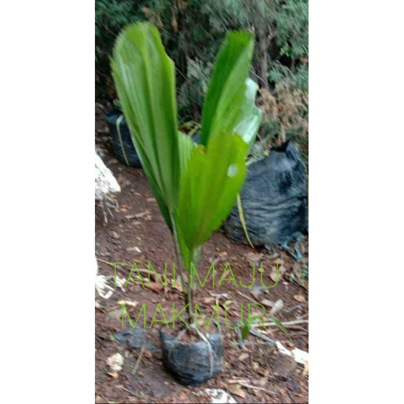 TANAMAN HIAS PALEM KOL//PALEM KIPAS CANTIK HIASAN TAMAN