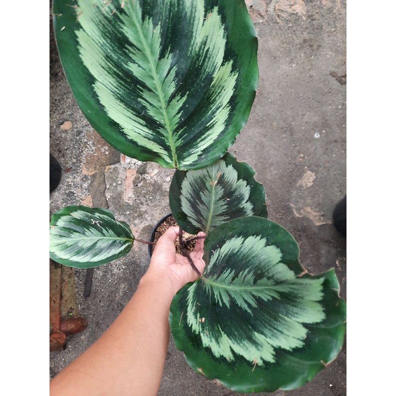 Calathea Medalion V2