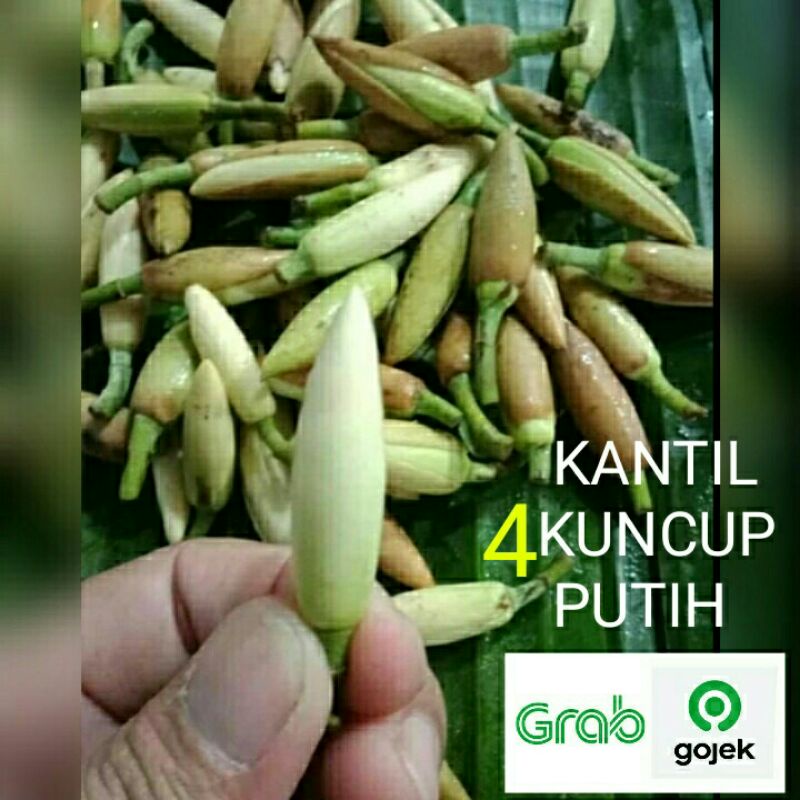 BUNGA KANTIL KUNCUP PUTIH 4 PCS BUNGA SEGAR MURAH CEMPAKA