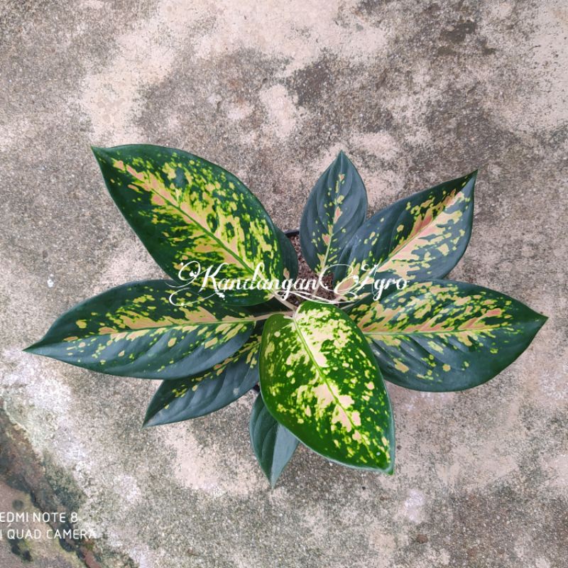 Aglonema Kocin Tembaga