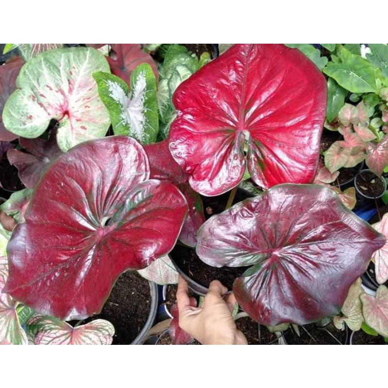 Caladium Red Stardust anakan