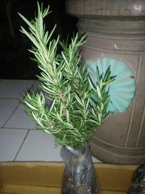 Bibit Rosemary