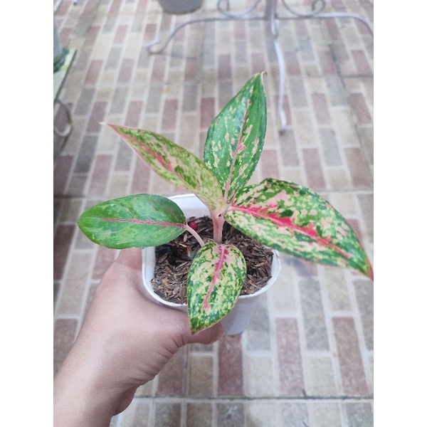 aglonema coconut delight