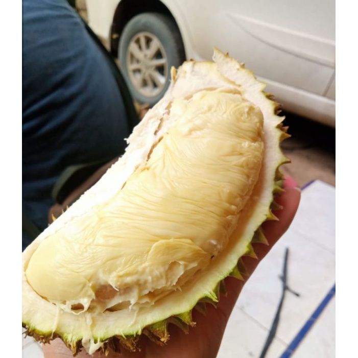 

durian jawa