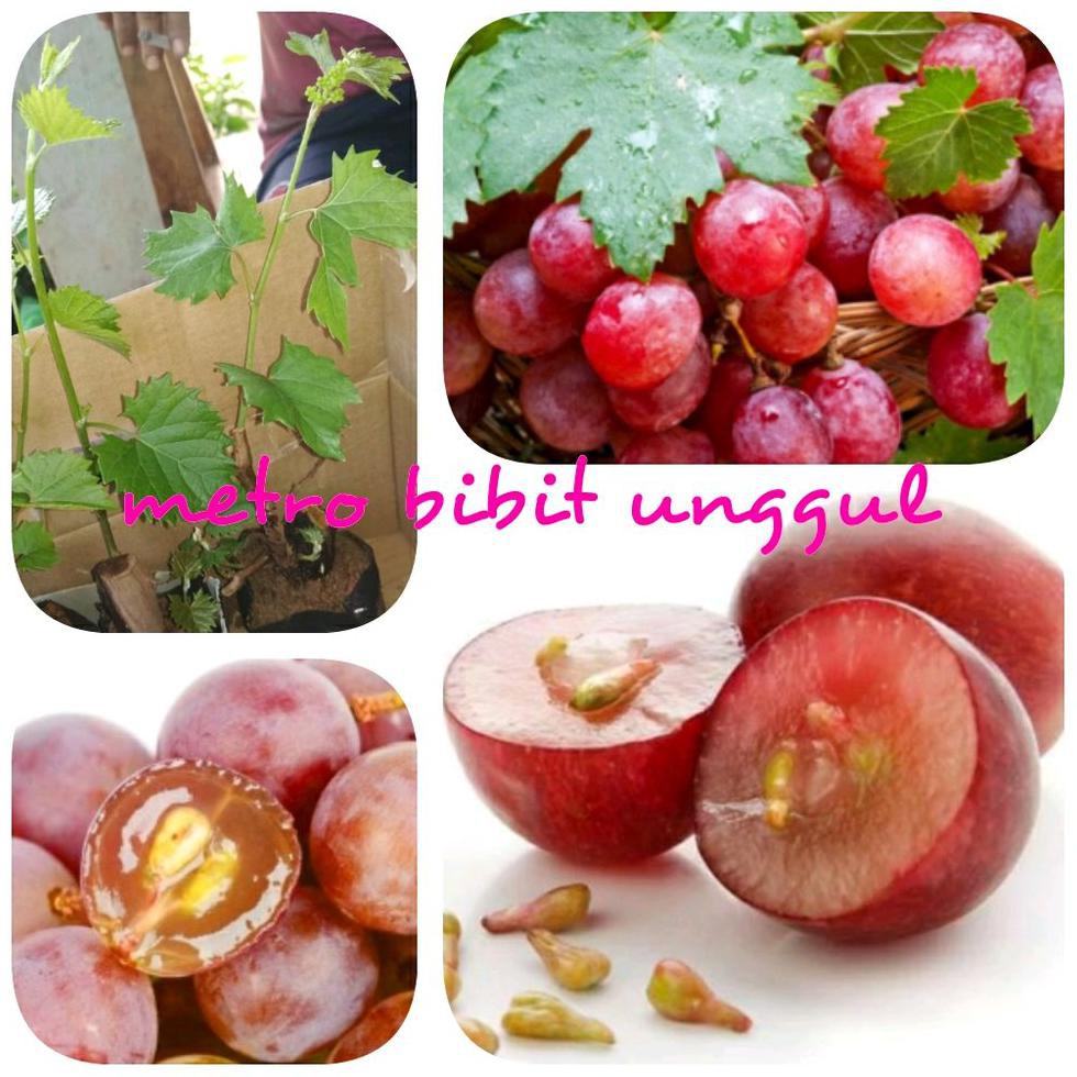 Bibit Buah Bibit Buah Anggur Merah Berbuah Dm&