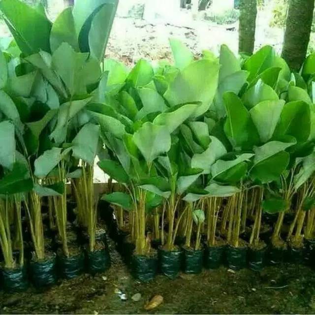 Tanaman hias pisang chalatea 1 meter