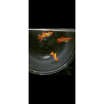 albino koi ribbon jantan