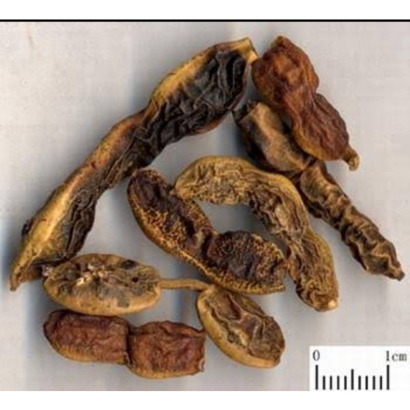 

600 g gr gram Herbal Huai Jiao Zi 槐角子 Ophora Japanica