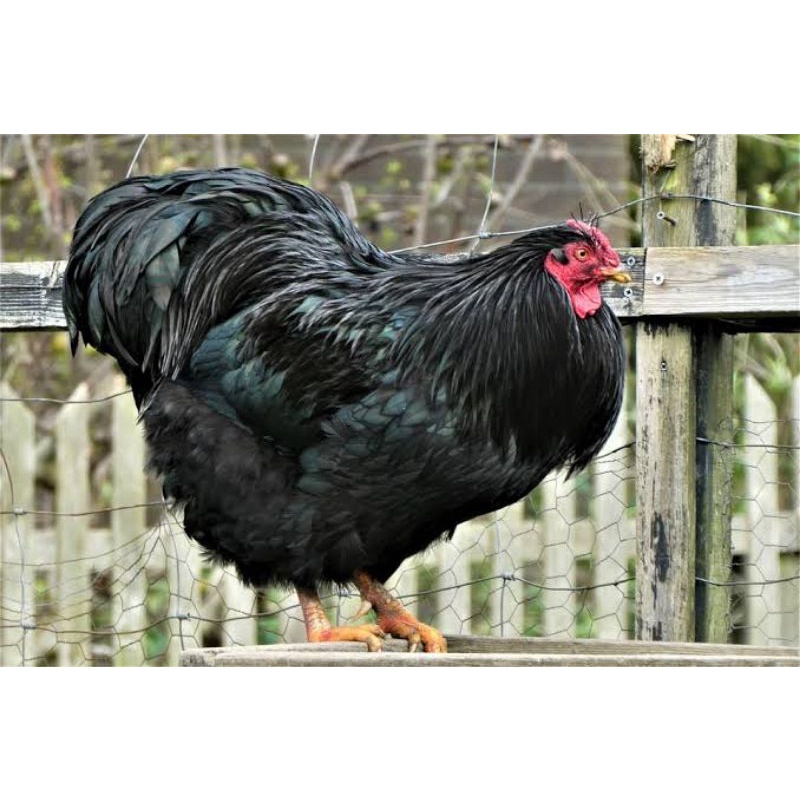 

TELUR AYAM BLACK AUSTRALORP FERTIL UNTUK DITETASKAN